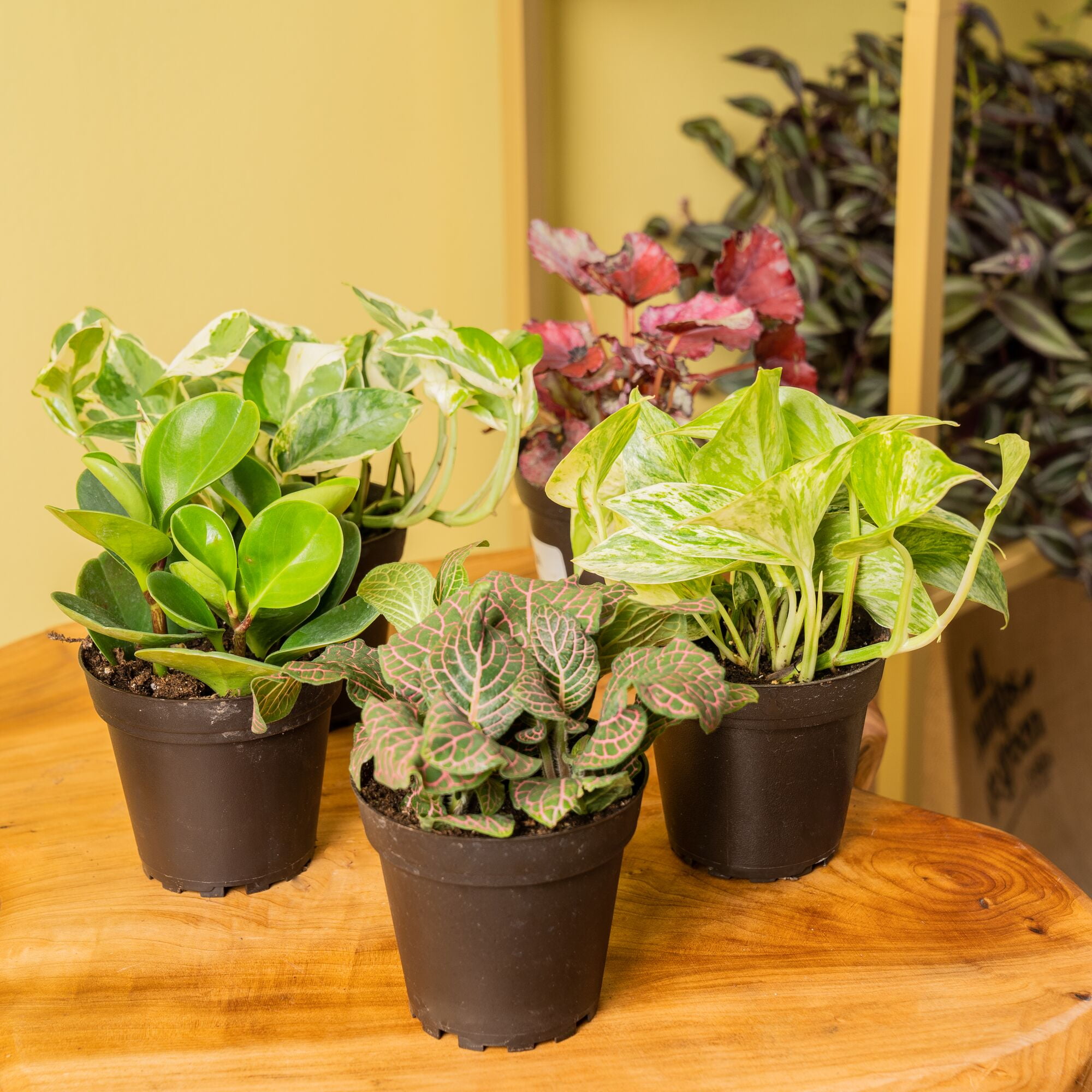 Costa Farms 8" Exotic Angels Assorted Indoor Live House Plants in 4" Grower Pot 4 (Count)