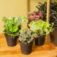 thumbnail image 3 of Costa Farms 8" Tall Exotic Angels Assorted Bright Indirect Sunlight, Indoor Live House Plants, 4-Pk, 3 of 9