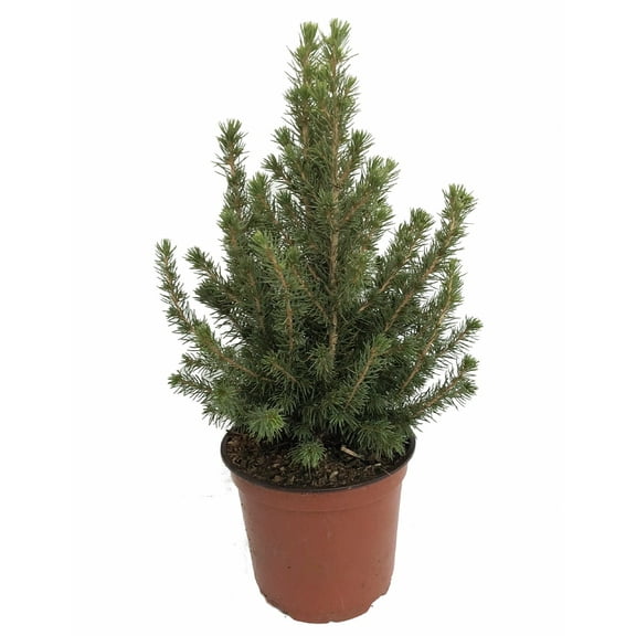 Dwarf Alberta Spruce - Picea - 6" pot - Very Hardy