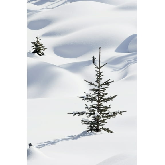 Posterazzi DPI1866733 Banff National Park Alberta Canada - Trees In Snow Drifts At Lake Louise In Winter Poster Print, 12 x 19