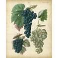 thumbnail image 2 of Calwer 12x14 Gold Ornate Wood Framed with Double Matting Museum Art Print Titled - Calwer Grapes I, 2 of 4