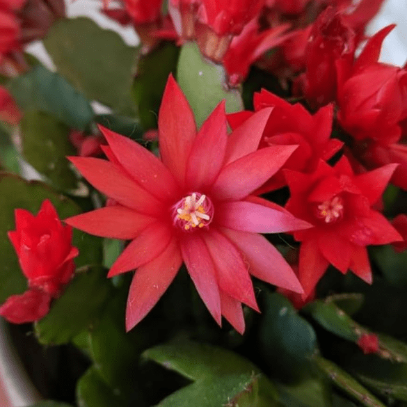 Random Easter Cactus Plant Live for Planting, Spring Blooming Flowering Succulent Plant for Indoor Houseplant in 2 Inch Pot (Red or Pink)