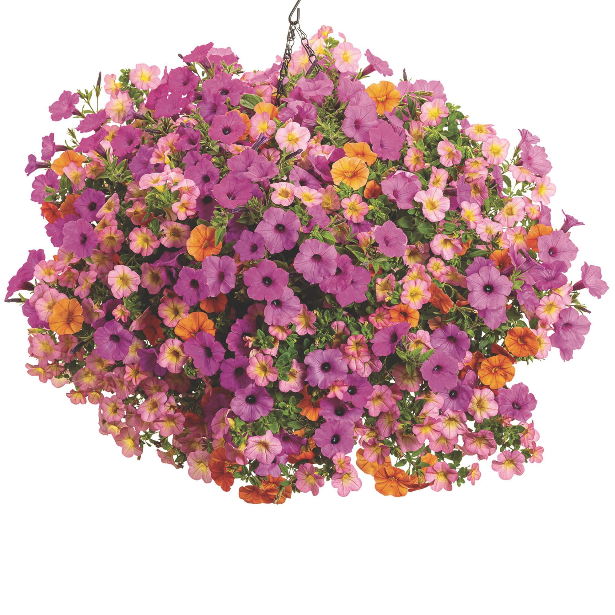 Proven Winners 4" Pink Superbells Honeyberry Calibrachoa Live Plant in 4.25" Pot (4 Count)