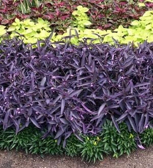 Purple Queen Tradescantia Setcresea I 3 Live Plants I Spiderwort  Lush Magenta Foliage for Striking Garden Contrast, Ideal for Ground Cover, Borders, & Containers