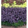 thumbnail image 4 of Purple Queen Tradescantia Setcresea I 30 Live Plants I Spiderwort  Lush Magenta Foliage for Striking Garden Contrast, Ideal for Ground Cover, Borders, & Containers, 4 of 8