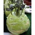 thumbnail image 3 of Exotic Kohlrabi Giant Cabbage Seeds | 100+ Seed Packet | Grow This Giant Heirloom Cabbage | Rare Vegetable Seeds for Planting, 3 of 5