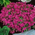 thumbnail image 3 of Outsidepride 10000 Silene Pendula Triumph Flower Seed, 3 of 3