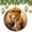 pattern-4, variant on Lioness Mom And The Cub Ornament Forest Animals Lion Double-Sided Printed 3" Ceramic Christmas Ornament Ceramic Elegant Hanging Christmas Tree Decorations Holiday Present