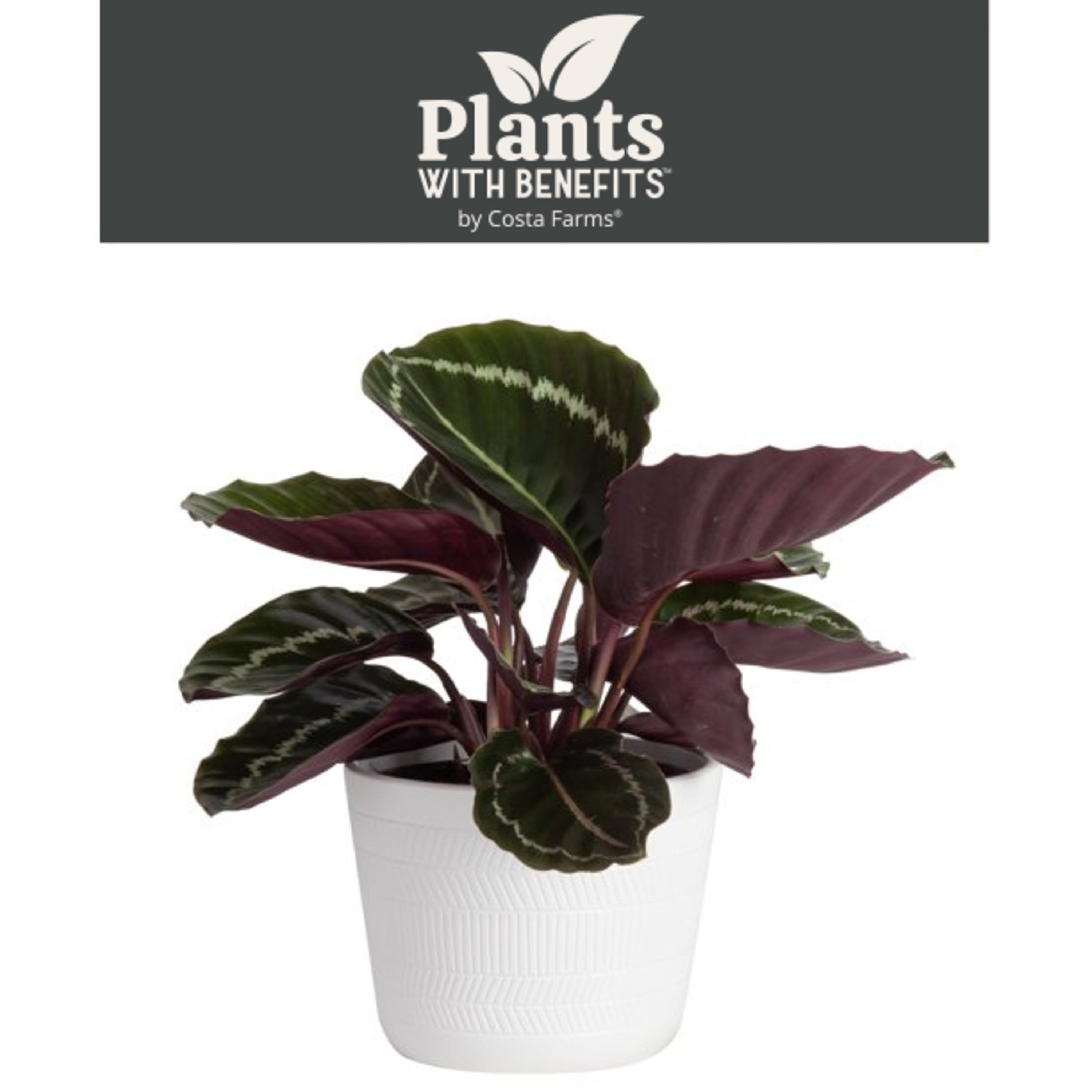 Plants with Benefits Live 12in. Tall Green Calathea Plant; 6in. Ceramic Pot