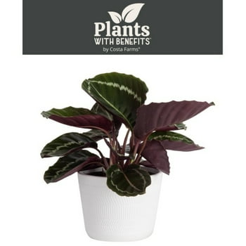 s with Benefits Live 12in. Tall Green Calathea ; 6in. Ceramic Pot