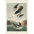 thumbnail image 2 of Audubon, John James 17x24 White Modern Wood Framed Museum Art Print Titled - Pl 347 Smen or White Nun, 2 of 4