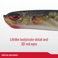 thumbnail image 3 of Berkley PowerBait® Ripple Shad, 2 in, Swimbaits, HD Bluegill (8 Count), 3 of 9