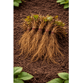 thumbnail image 4 of Honeoye Strawberry Bare Root Plants for Growing - Extremely Hardy June-Bearing - No Ship to California (15 Plants), 4 of 6