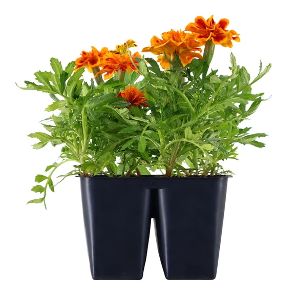 Expert Gardener 6" Multicolor Marigold Live Plants in 3" Grower Pot Full Sun 4 pack