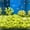 Yellow#694, variant on Glow in the Dark Aquarium Rocks and Shells 50 Pack – Fluorescent Stones for Fish Tank Decor – Luminous Gravel for Night Viewing, Aquascape, and Underwater Landscaping