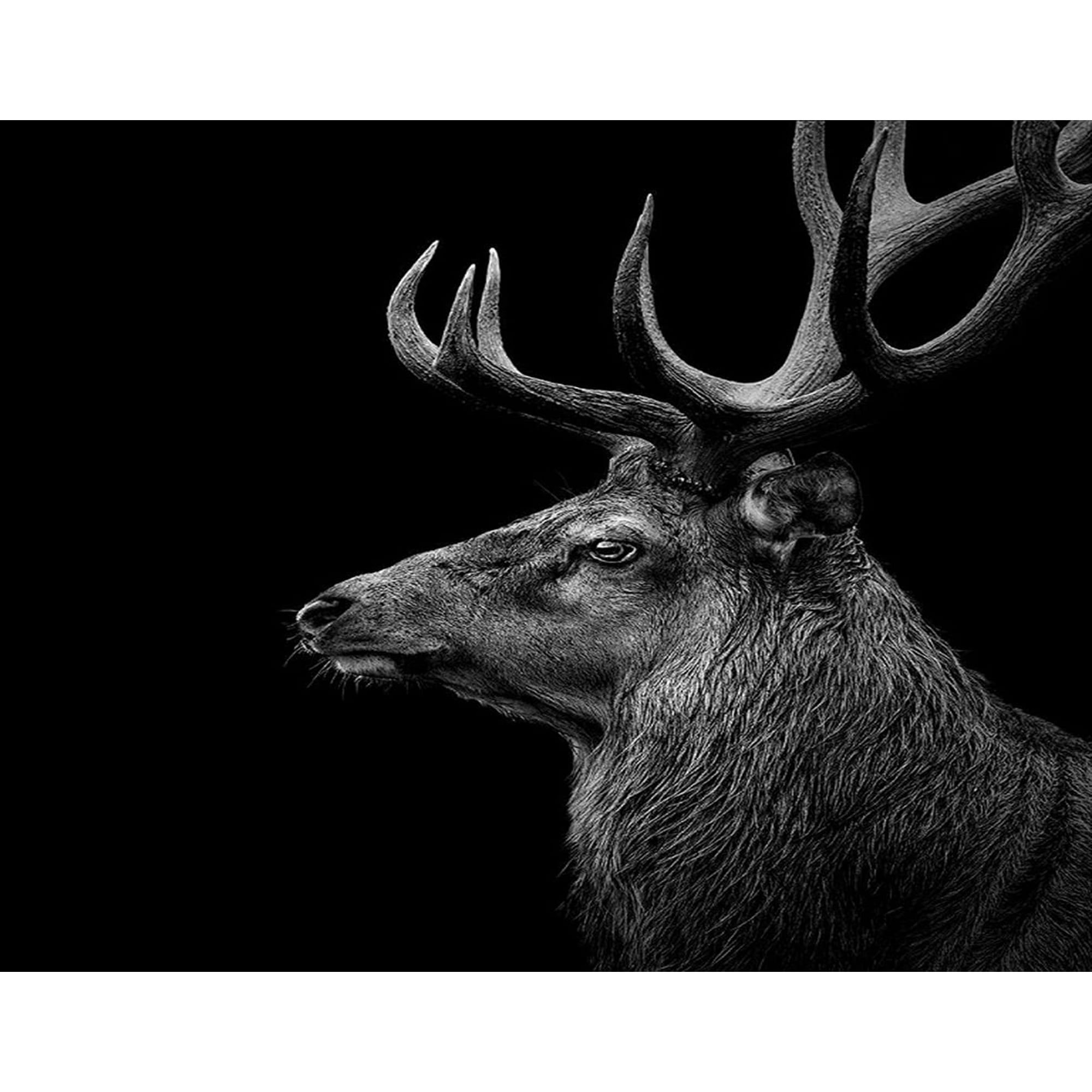 5D Diamond Painting by Number Kits,Bull Moose Buck on Black Background,Diamonds  Arts for Adults Full Drill Canvas Picture for Home Wall Decor  30x40cm(12x16inch) | Walmart Canada