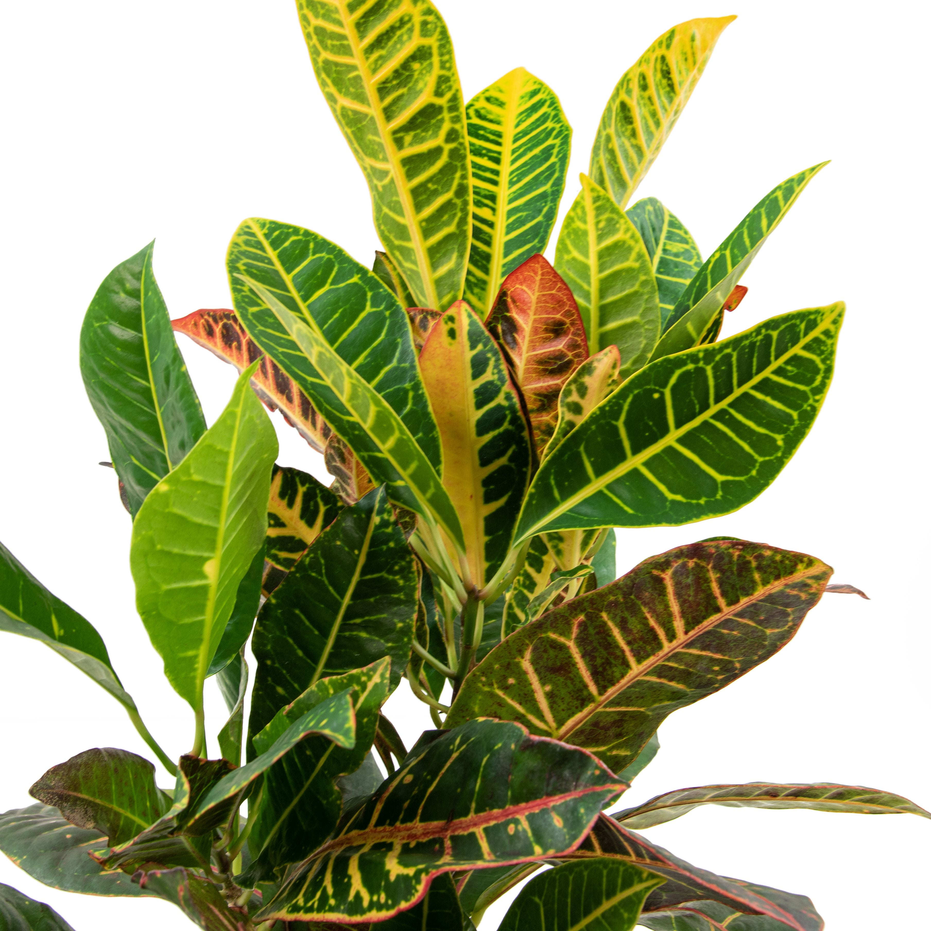 6 in Croton Petra Live Ornamental with Bright Indirect Sunlight - 2 Piece