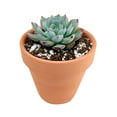 thumbnail image 3 of Echeveria Minima (4"+ Clay Pot) - Tiny, Lovely, Easy to Care Rosette Succulents - Live Succulents for Indoor Places, 3 of 9