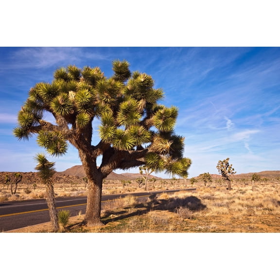 5 JOSHUA TREE Palm Tree Yucca Brevifolia White Flowers Cactus Succulent Seeds