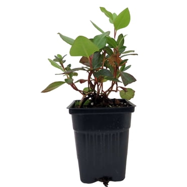 Bubblegum Rhododendron - Bubblegum Pink Blooms - 4" Pot