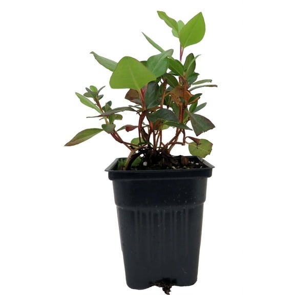 Yaku Prince Rhododendron - Very Hardy - Spectacular - 4" Pot