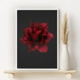 thumbnail image 2 of PixonSign Framed Canvas Print Wall Art Dark Red Floribunda Garden Rose Botanical Plants Photography Realism Farmhouse/Country Colorful Multicolor for Living Room, Bedroom, Office - 24"x36" White, 2 of 5