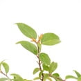 thumbnail image 6 of 2 Xylosma Congestum, Live Plants – Shiny Xylosma in 2.5” Nursery Cubes – Fast-Growing, Low-Maintenance Evergreen Shrub for Hedges & Landscaping, 6 of 7