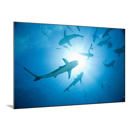 Scuba Diver and Caribbean Reef Sharks at Stuart Cove's Dive Site Wood Mounted Print Wall Art By Paul