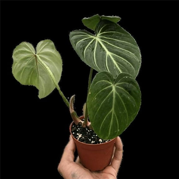 House Plant Dropship 6-PHILODENDRON-GLORIOSUM 6 in. Pot Philodendron Gloriosum Plant
