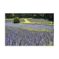 thumbnail image 2 of Gango Home Decor Lavender Field II by Dana Styber (Printed on Paper); One 36x24in Fine Art Paper Giclee Print, 2 of 4