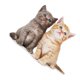 thumbnail image 1 of Wosthever Pegatinas de pared, pintura para decoración de gatos, impresión de imágenes con temática de simulación bonita, carteles, Decoración del hogar, 1 of 6