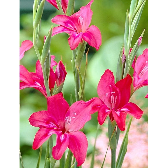 Robinetta Hardy Gladiolus - 5 bulbs