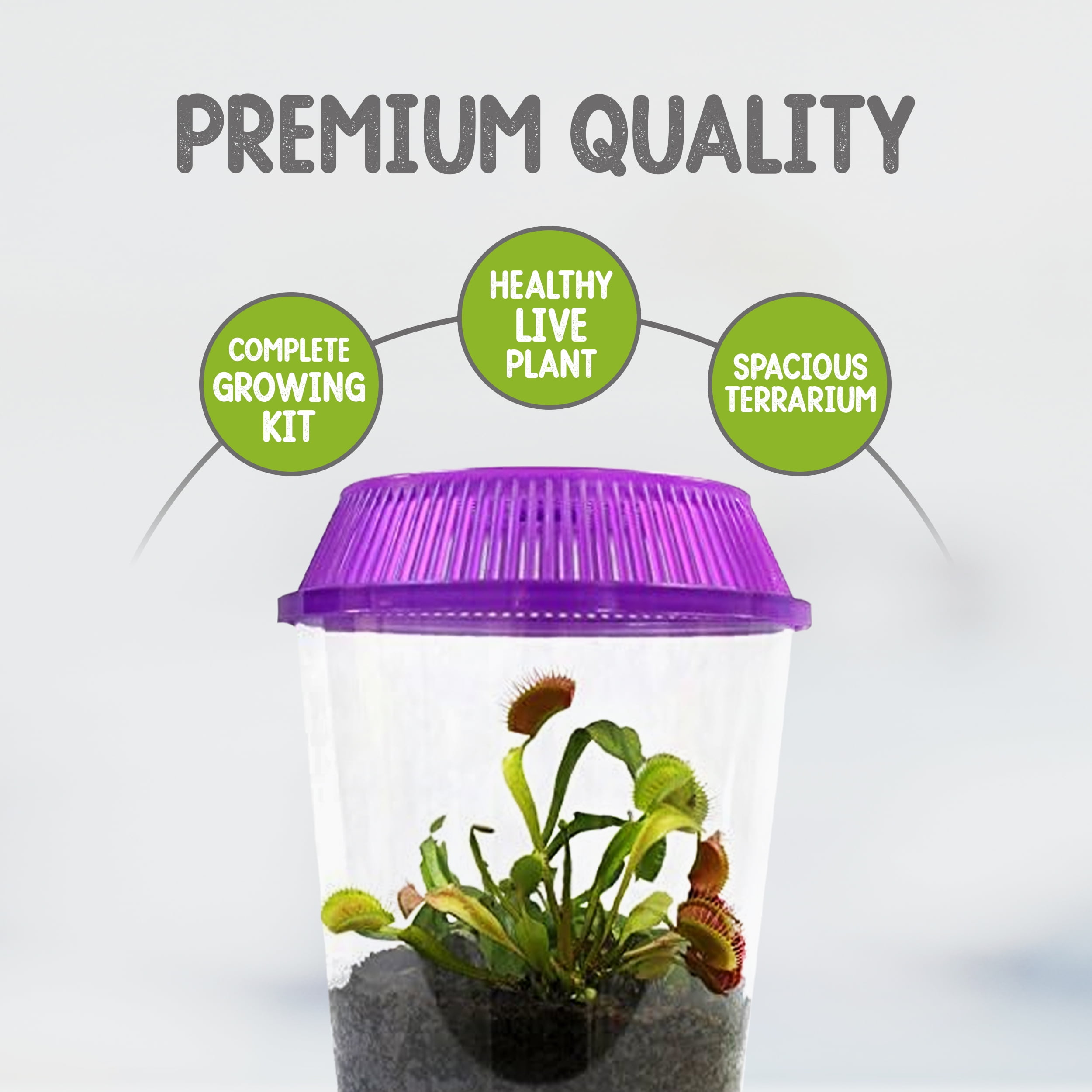 Venus Fly Trap Live Plant with Assorted Color 4.5” Terrarium +Carnivorous Plant Soil and Live Venus Flytrap