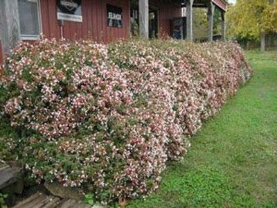 Abelia Chinensis Rose Creek - 3 Live Plants - Flowering Deer Resistant Butterfly Attracting Shrub