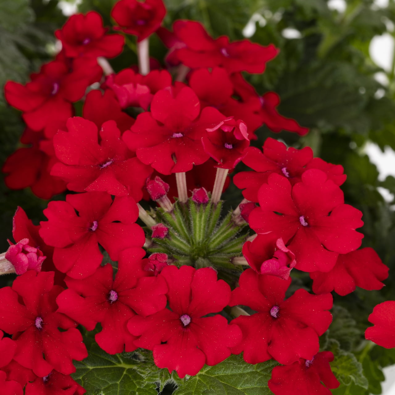 Proven Winners 1.5PT Red Verbena Live Annual Plant Sun 5-Pack