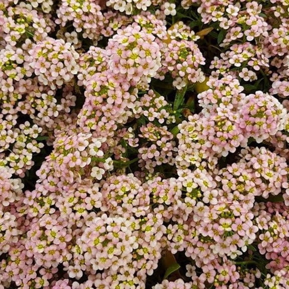 25 Sweet Alyssum Peach Seeds – Tiny Colorful Flower Seeds for Spring & Fall Gardens – Ideal for Pathways, Edges & Hanging Baskets