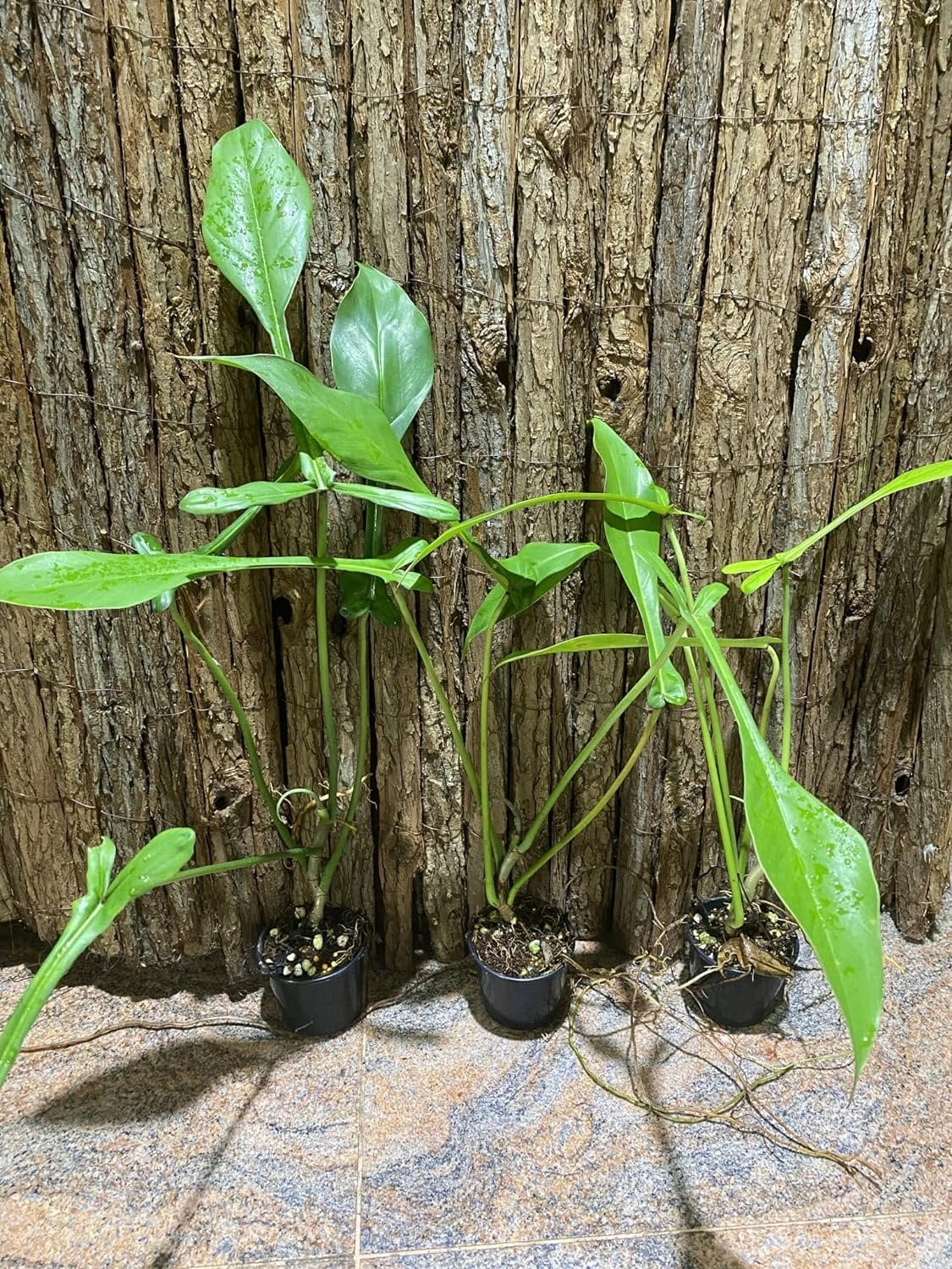 philodendron goeldii fun bun Philodendron goeldii 'Fun Bun' | Thaumatophyllum spruceanum