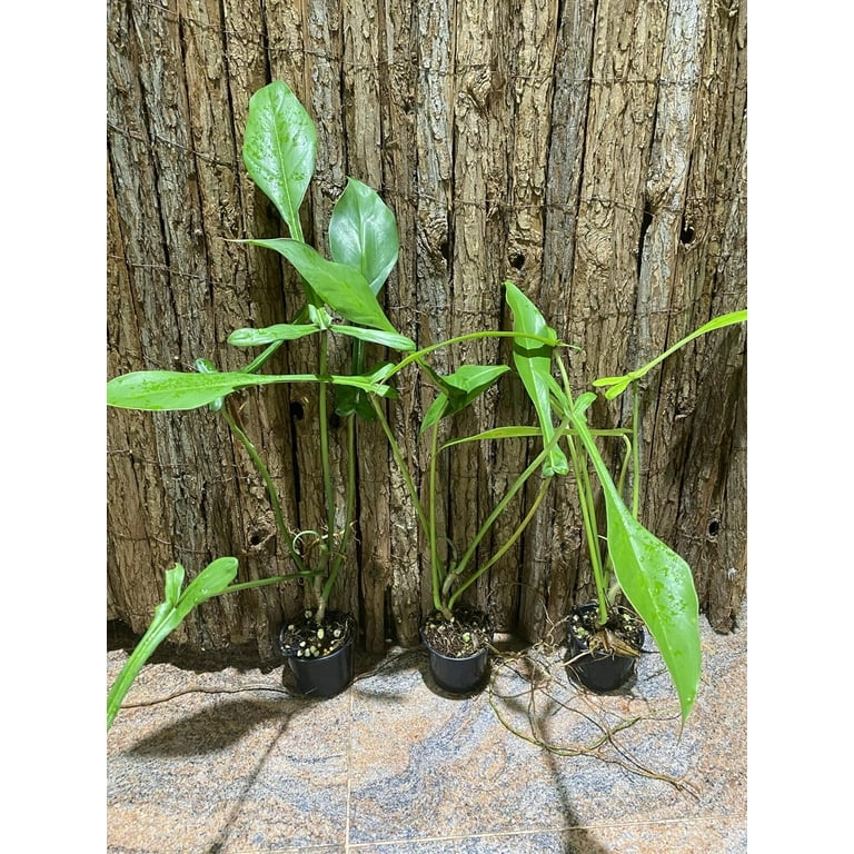 philodendron 'birkin' Philodendron Birkin  Costa Farms