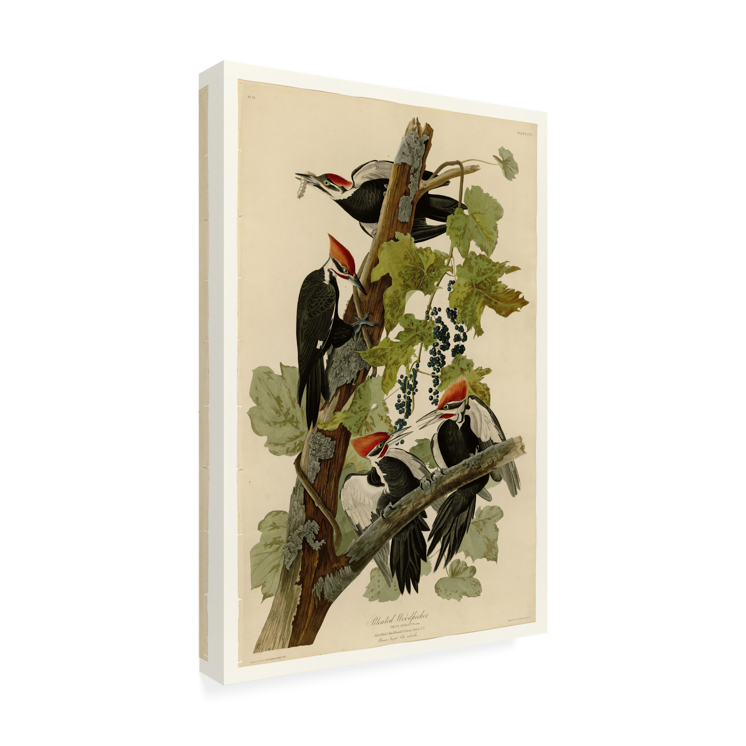 John James Audubon 'Pileated Woodpeckers' Canvas Art