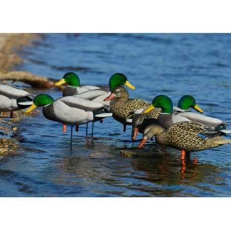 GHG FFD Elite Mallard Harvester Full Body Duck Decoy 6PK