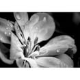 thumbnail image 2 of wall26 - Flower with Raindrops - Canvas Art Wall Mural Decor - 66"x96", 2 of 6