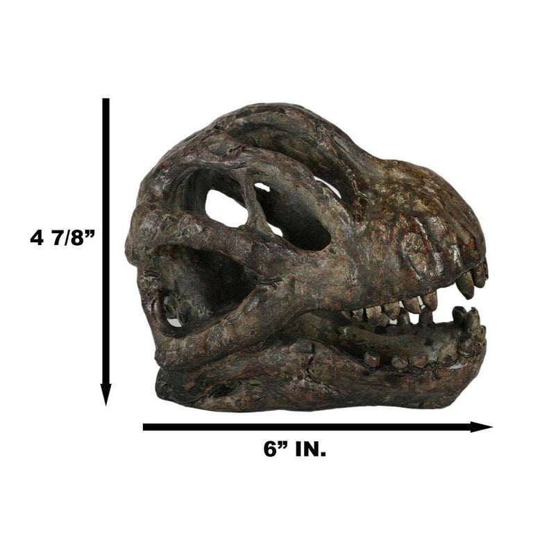 Brachiosaurus fossil for sale sales