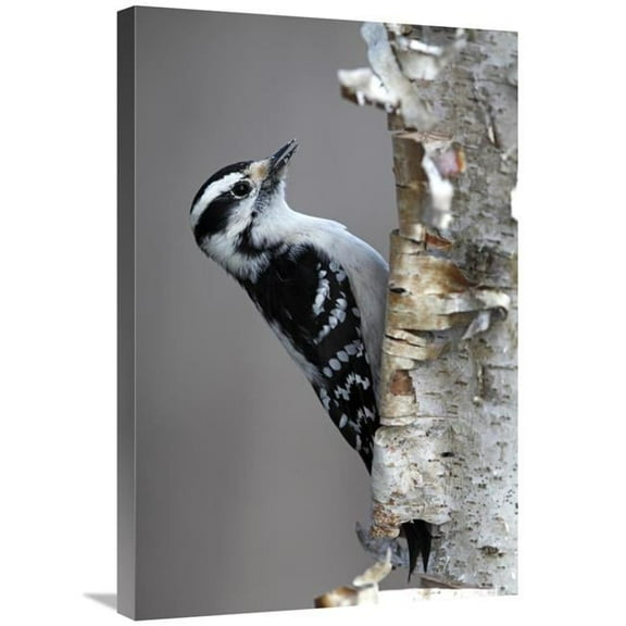 20 x 30 in. Downy Woodpecker, Canada Art Print - Scott Leslie