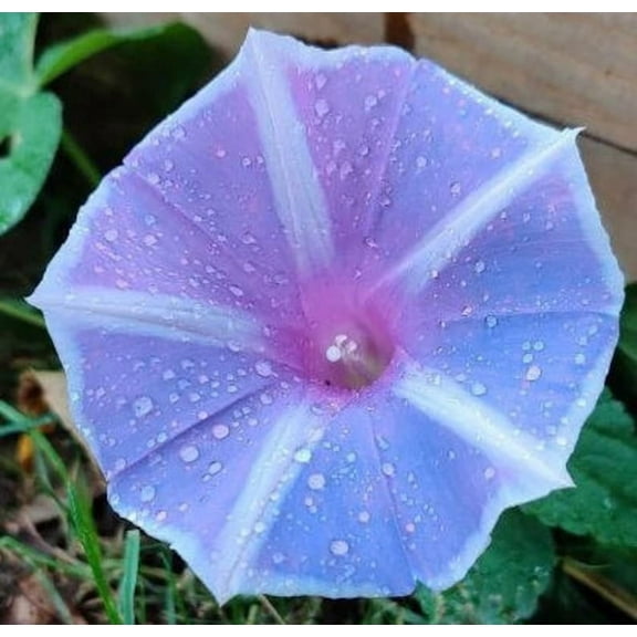 Chiaki Youjiro Series Japanese Ipomoea Huge Morning Glory Premium Seed Packet