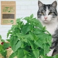 thumbnail image 3 of 5bags Simply Catnip Natural Organic Premium Catnip 20g/bag Catmint Menthol Flavor Can Be Sprinkled on Toys and Catnip Toys, 3 of 4