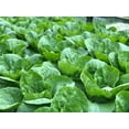 thumbnail image 5 of Chinese Michihili Cabbage Seeds/Biennial/Full Sun/ 36K Seeds 1/4lb/ Zellajake Farm and Garden - B114, 5 of 5