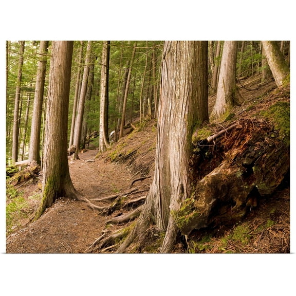Great BIG Canvas | Rolled Keith Levit Poster Print entitled Forest Pathway, Whistler, British Columbia