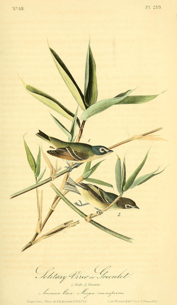 Birds Of America 18