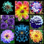 Dahlia Bulbs Planting Bulbs Ornamental Garden Perennial Herbs Hard-Resistant Seedless Non-Artificial Home Decoration Attractive Experience