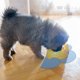 thumbnail image 4 of IDEANATEGRATE Tapete De Silicona Resistente Azul Para Comederos De Mascotas Con Protección Derrames Y Calor, 4 of 8